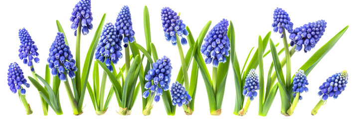 A vibrant display of blue grape hyacinths blooming among lush green grass, creating a picturesque scene in a garden setting, perfect for nature-themed projects and floral designs