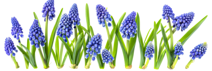A vibrant display of blue grape hyacinths blooming among lush green grass, creating a picturesque scene in a garden setting, perfect for nature-themed projects and floral designs
