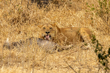 Lioness (Panthera leo) with tongue sticking out while feeding on a fresh kill in the dry grassland of Tarangire National Park, Tanzania