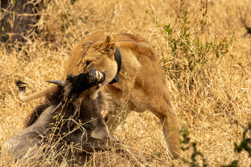 Obraz premium Lioness (Panthera leo) attacking a wildebeest (Connochaetes taurinus) during a hunt in Tarangire National Park