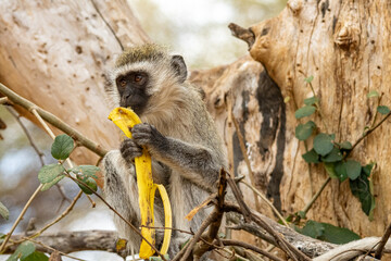 Vervet Monkey (Chlorocebus pygerythrus) feeding on a banana in a tree in Tarangire National Park, Tanzania