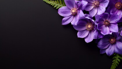 Top View And Close Up Image Of Beautiful Blooming Purple Flowers In Corner On Black Background With Copy Space