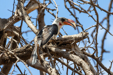 A male Von der Decken's hornbill (Tockus deckeni) perches on a bare tree in Tarangire National Park, Tanzania