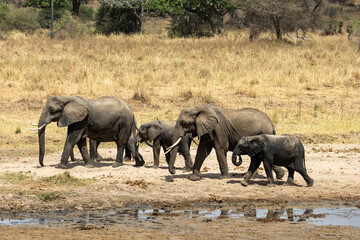 African bush elephant family (Loxodonta africana) walking along a muddy river bank in Tarangire National Park, Tanzania