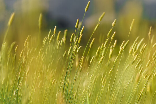 Green grass seed pods