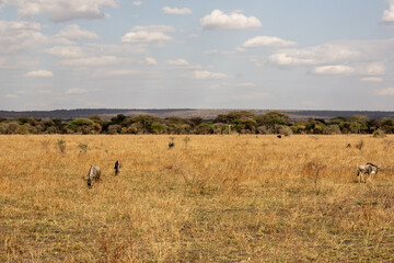 Blue Wildebeest (Connochaetes taurinus) grazing in the dry savanna plains of Tarangire National Park, Tanzania