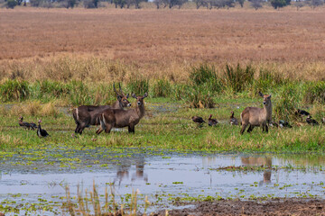 group of wild waterbucks or kobus ellipsiprymnus in a waterhole at tarangire national park tanzania