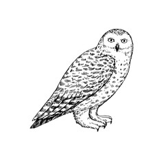 Naklejka premium Owls ink drawing, snowy owl, barn owl, long-eared owl and Great Grey Owl. Hand-drawn illustration in retro engraving style.