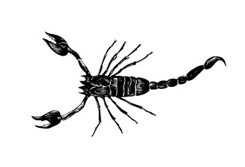 Scorpio black and white drawing in realistic style. Vector illustration.