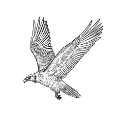 Majestic eagle soaring gracefully with wings spread wide in flight