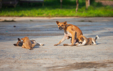 A heartwarming scene of a local mother dog caring for her puppies. The dog family plays and sunbathes together in the morning light in a rural setting