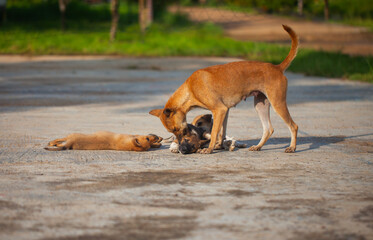 A heartwarming scene of a local mother dog caring for her puppies. The dog family plays and sunbathes together in the morning light in a rural setting