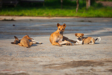 A heartwarming scene of a local mother dog caring for her puppies. The dog family plays and sunbathes together in the morning light in a rural setting