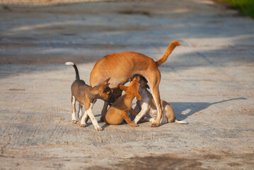 A heartwarming scene of a local mother dog caring for her puppies. The dog family plays and sunbathes together in the morning light in a rural setting