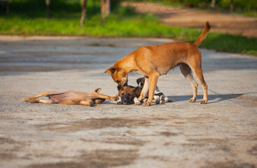 A heartwarming scene of a local mother dog caring for her puppies. The dog family plays and sunbathes together in the morning light in a rural setting
