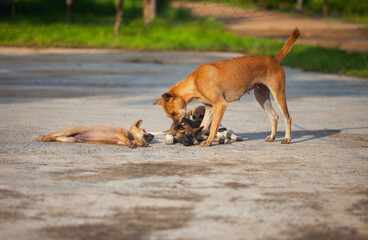 A heartwarming scene of a local mother dog caring for her puppies. The dog family plays and sunbathes together in the morning light in a rural setting