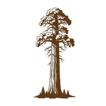 Elegant brown sequoia tree vector illustration on white background vintage art design