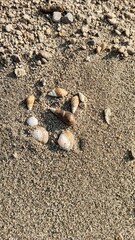 shell on the sand