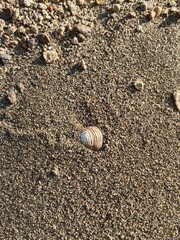 shells on sand