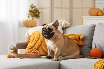 Cute French bulldog with fresh pumpkins and cup of tea sitting on sofa in living room. Thanksgiving...