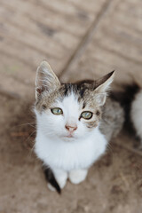 Homeless sad kitten with gray and white color.