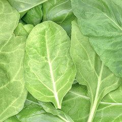 Fresh Italian green chard leaves close-up, showcasing natural texture and vibrant color, symbolizing healthy organic food and freshness in a nutritious vegetable background.