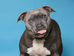 cute dog on an isolated background in a studio shot