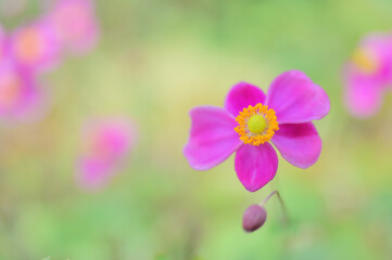 秋を彩るピンクの秋明菊の花