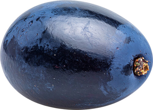 과일-포도-캠벨포도-검은포도-포도알-포도알 한개-배경제거