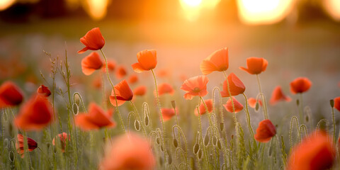 Fototapeta premium Panorama bio natur Wildblumenwiese roter Mohn, Gräser und Kornblumen im Gegenlicht