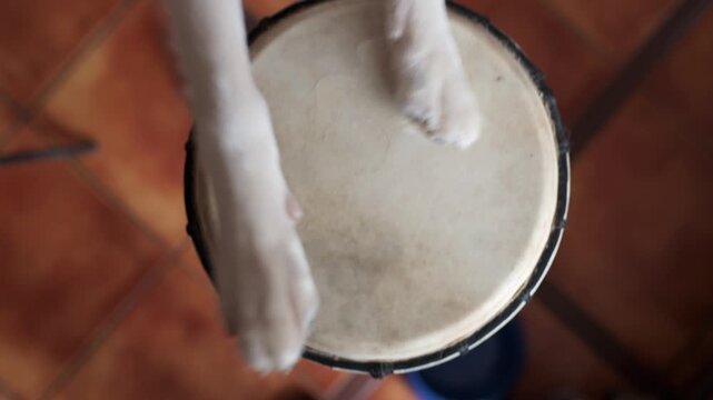 Funny and talented dog using its paws to play a djembe, creating a rhythm on the traditional african percussion instrument. Close up overhead shot