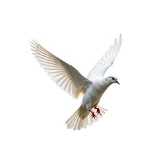 Fototapeta premium White Dove Flying Isolated on White PNG