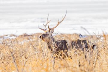 雄のエゾシカ
