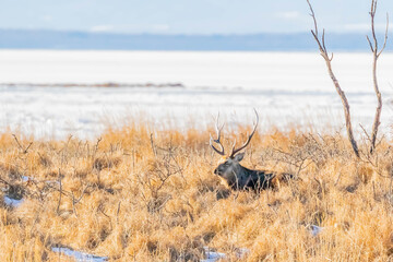 雄のエゾシカ
