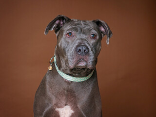 Fototapeta premium cute dog on an isolated background studio shot