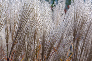 Background with light pampas grass dried flowers