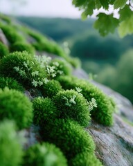 Lush Green Moss Carpeting Forest Floor With Delicate White Wildflowers In Soft Morning Light Macro Photography