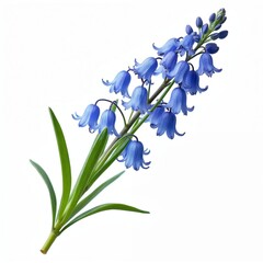 Bluebell flower sprig isolated on white background. Delicate blue bell shaped blossoms on thin stem with green leaves. Spring floral element for design.