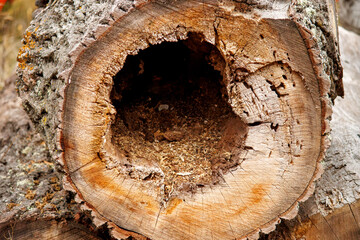 close up of a sawn, hollowed-out tree trunk