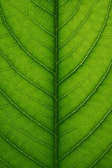 Obraz premium Close-up macro shot of a green leaf showing detailed veins and natural texture — perfect eco or nature background.