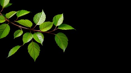 A vibrant green leafy branch extends gracefully across a stark black background, showcasing nature's delicate beauty and creating a striking contrast in color tones.