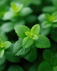 Vibrant Fresh Green Mint Leaves Macro Close-Up With Detailed Texture And Soft Natural Lighting In A Garden
