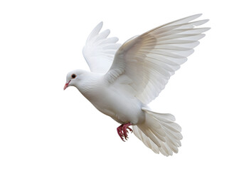 Obraz premium Isolated white Dove flying , white dove in flight 