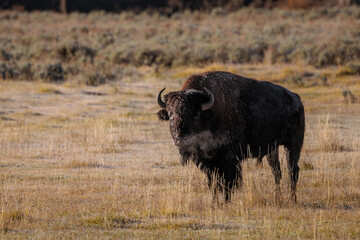 Bison at Yellowstone National Park