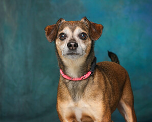 cute dog on an isolated background studio shot