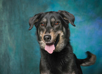 cute dog on an isolated background studio shot