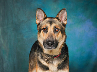 cute dog on an isolated background studio shot