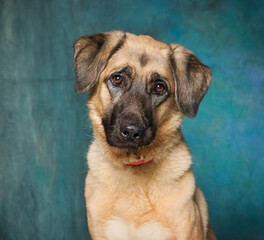 cute dog on an isolated background studio shot