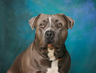 cute dog on an isolated background studio shot