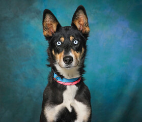 cute dog on an isolated background studio shot